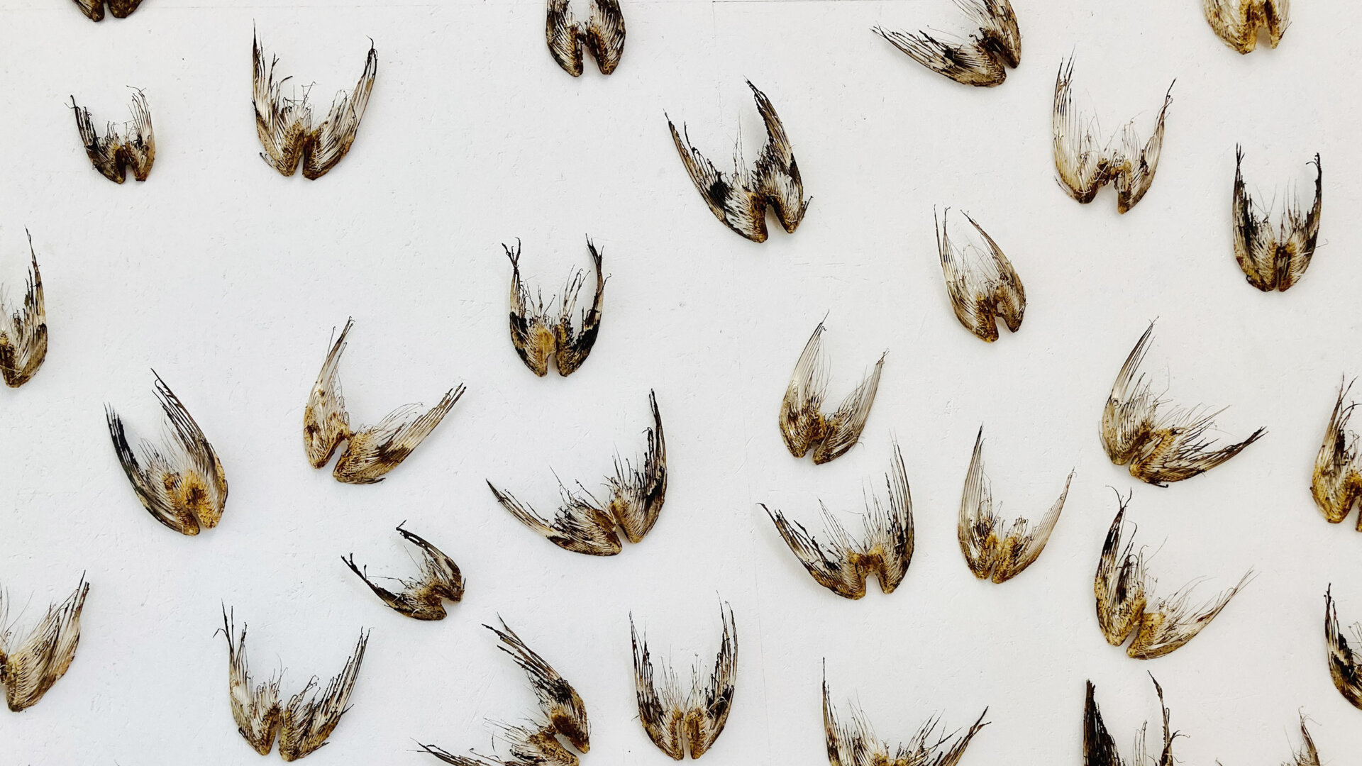 Lintujen siipiä. Osa teoksesta Ikaroksen lapset